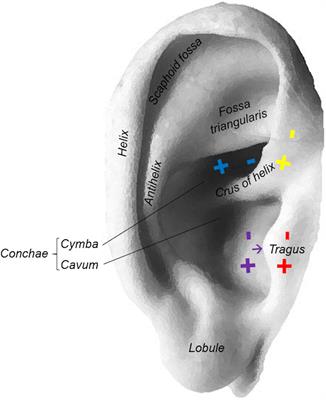 Brain–Heart Interaction During Transcutaneous Auricular Vagus Nerve Stimulation